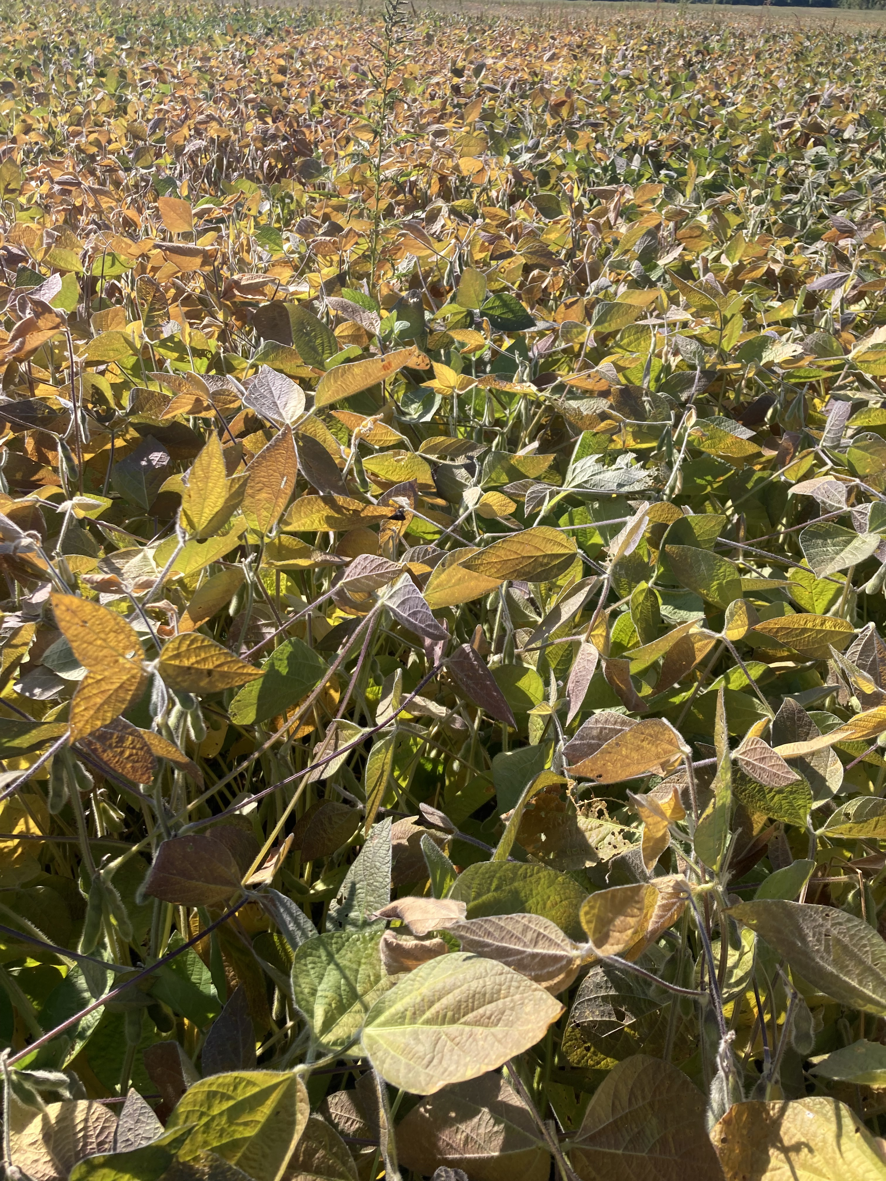 A closeup of soybeans in a field at late R6, or full seed, growth stage. 
